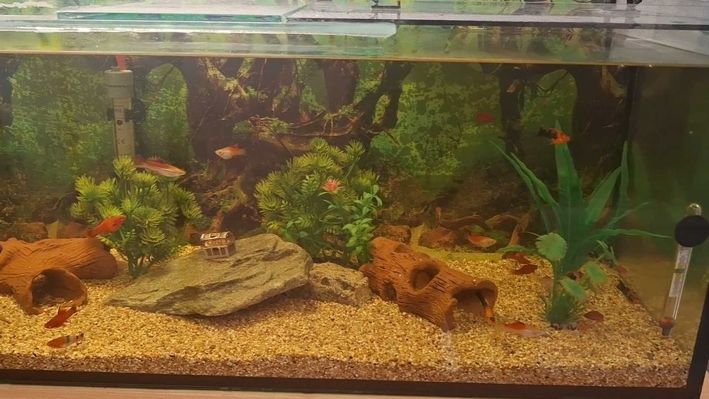 Корен за Аквариум