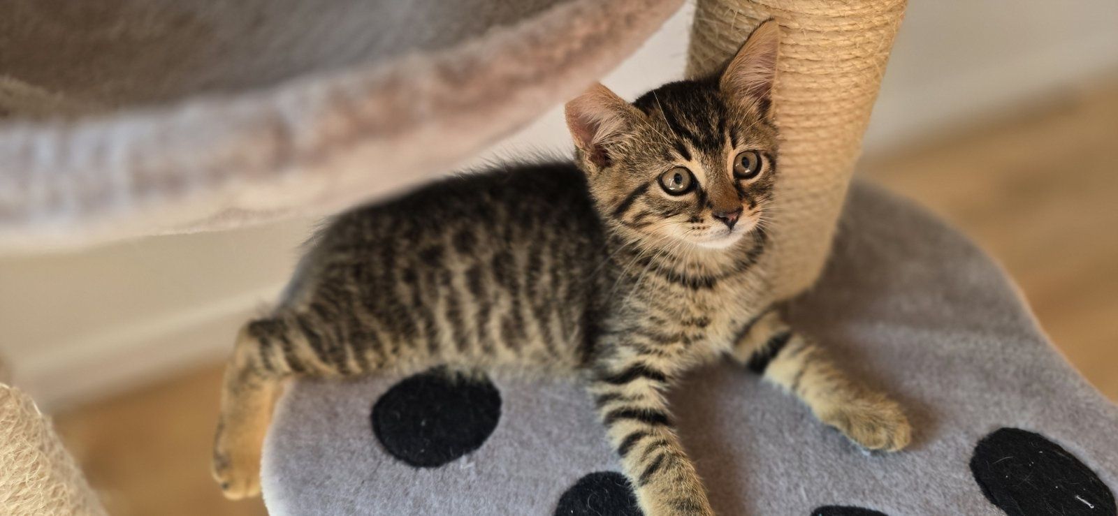 Кроткото котараче Боно на 2 м търси дом