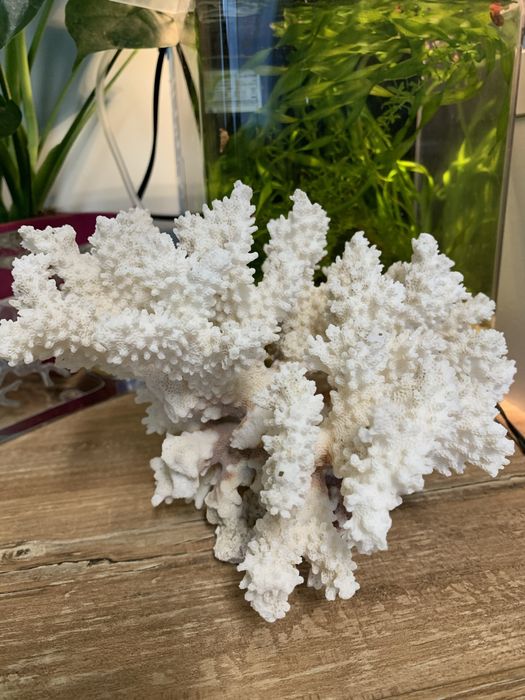 Естествен корал