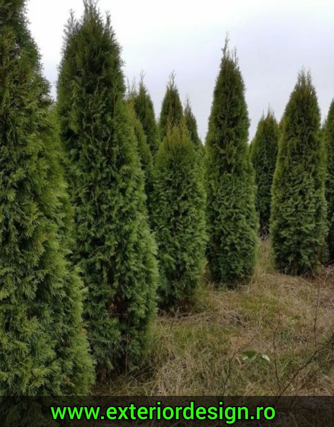 Enupar tarator Prunus Laurocerasus, tei argintiu, mesteacăn leylandii