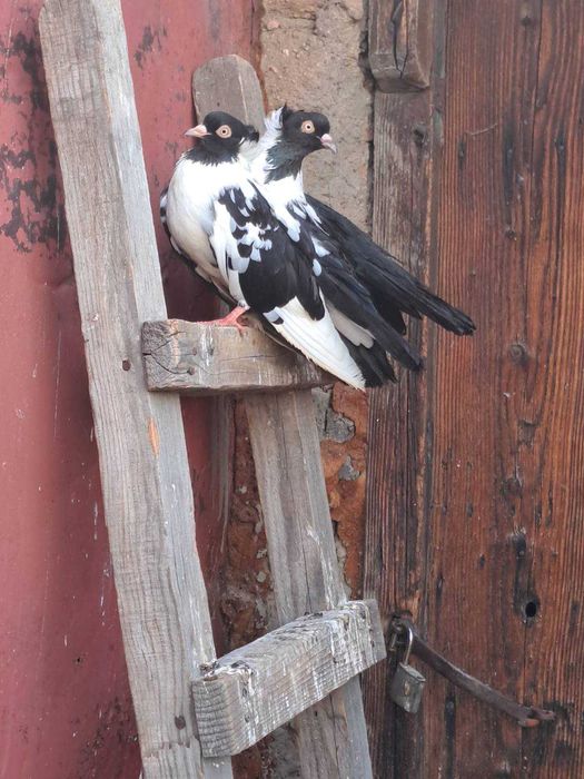 Гугутки и гълъби