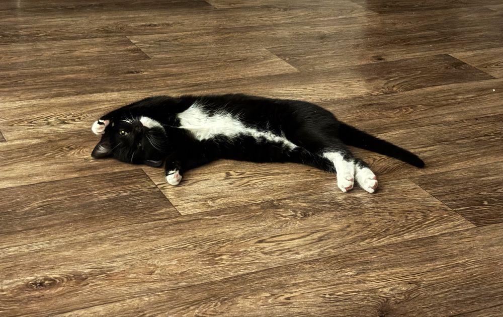 Отдам кошку в добрые руки