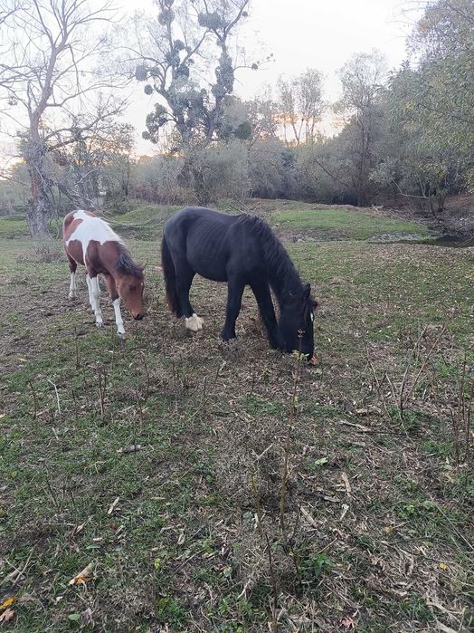 Продавам коне от породите Тинкер и Белгийски тежковоз