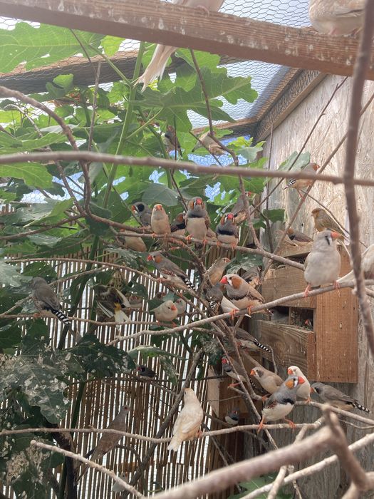 Pereche zebre australiene