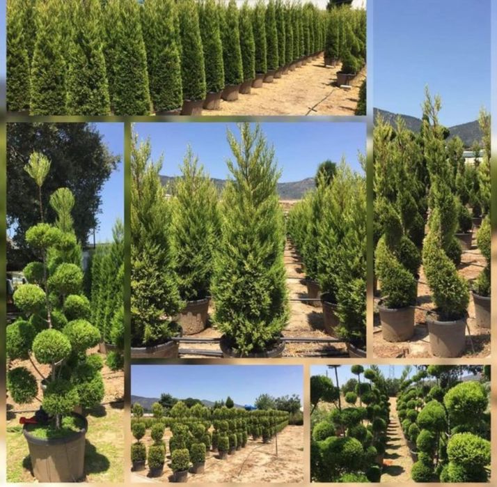 Leylandii gard viu mesteacan spirala laur englezesc la pret minim