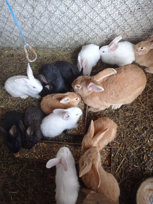 Свободни малки зайци