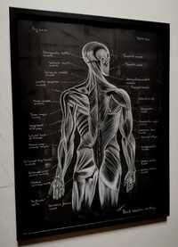 Tablou Anatomia mușchi spate