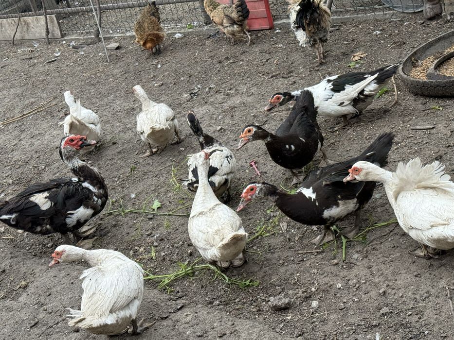 Vand rate mute 50 lei/buc