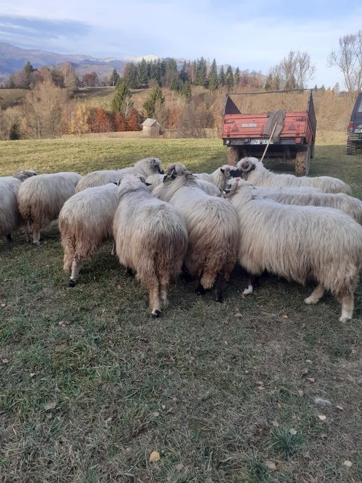 12 oi si 3 carlani 1 berbec