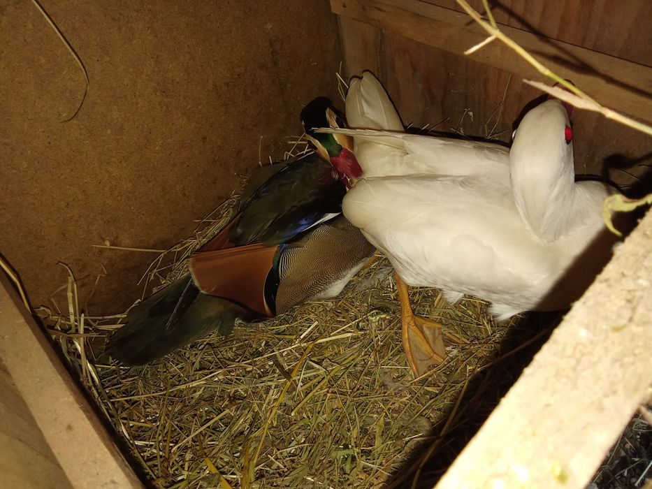 Vând turturele rozătoare fazani auriu pe roșu pe galben rate papagali