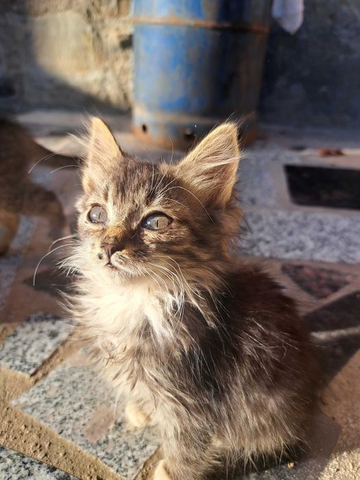 Pisici spre adopție