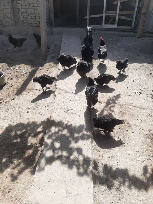 Qora tovuqlar sotiladi