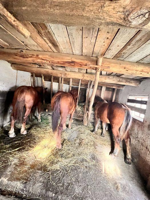 Mãnz de armãsar de  7 luni