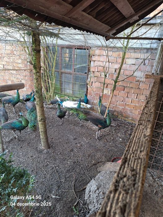 Vand pauni tineret 2024 detalii la telefon