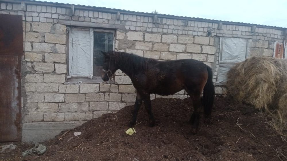 Құнан шығар  450 000тг