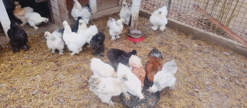 cocosi mătase japoneza