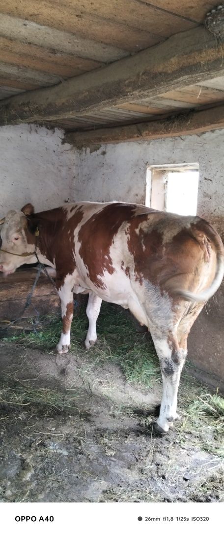 Vand vaca de 3 de abator