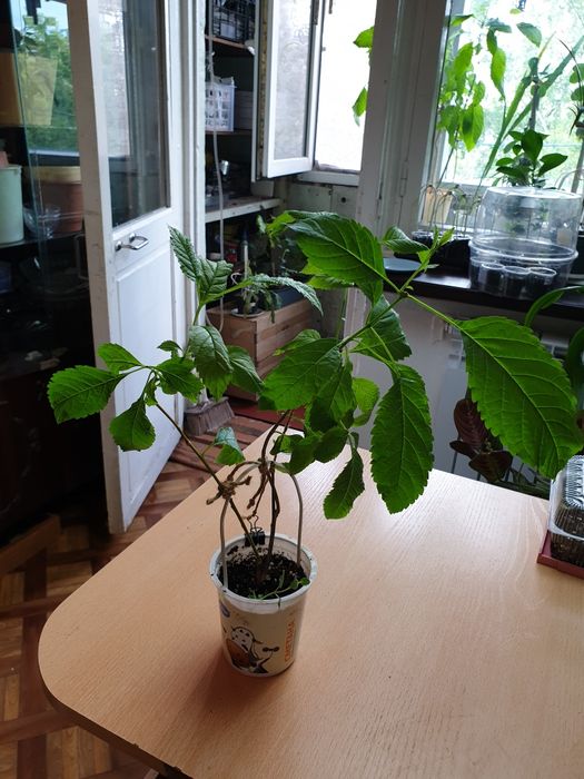 Текома. Экзотическое комнатное растение