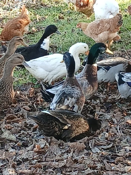 Rățoi rouen de vânzare