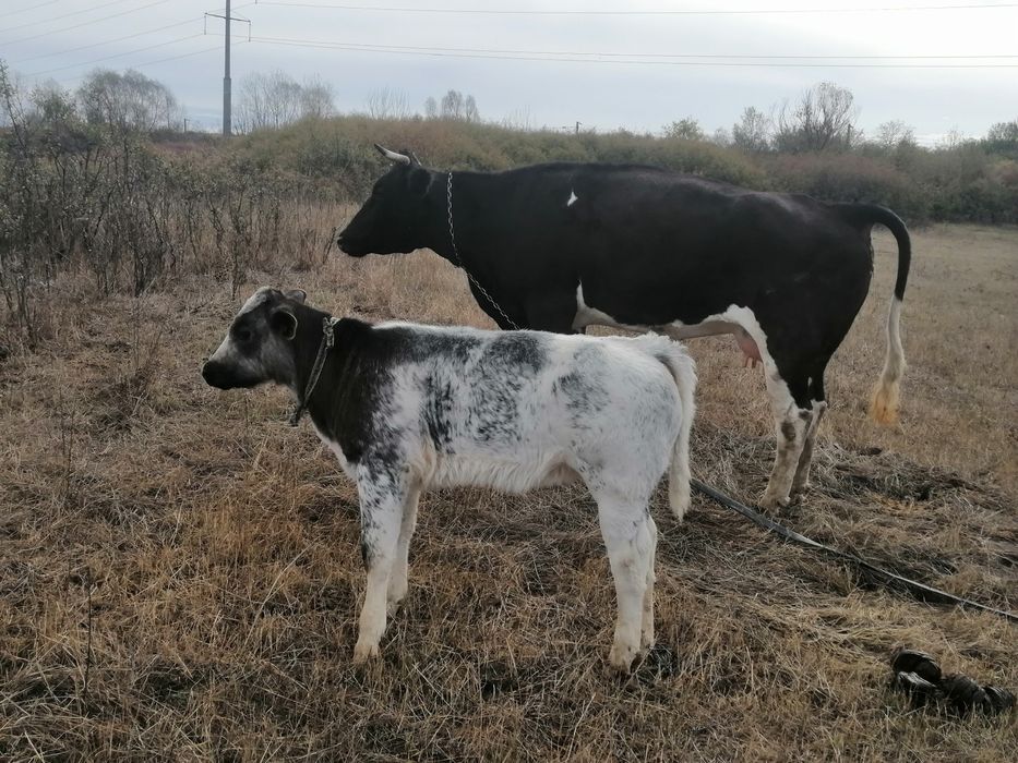 Vand vițele în vârstă de 3-4 luni