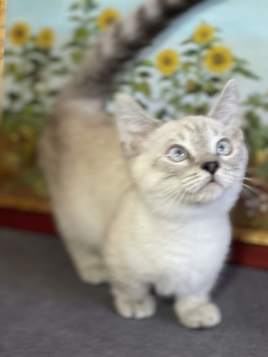 Motanel rasa Munchkin coloure point cu pedigree