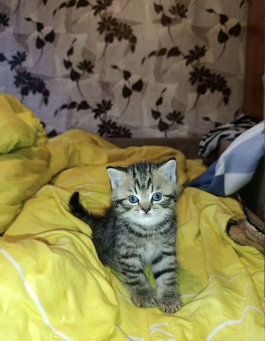 Британские котята