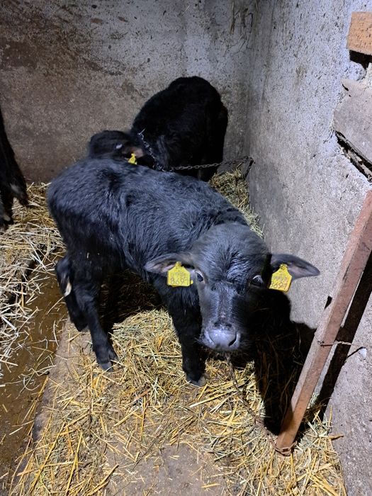 Vaind un tauras  de bivol