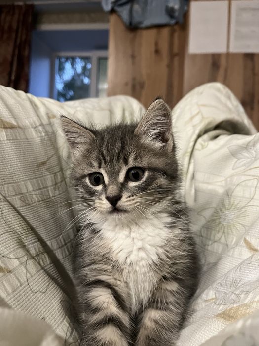 Отдам котенка в добрые руки