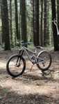 Santa cruz bronson