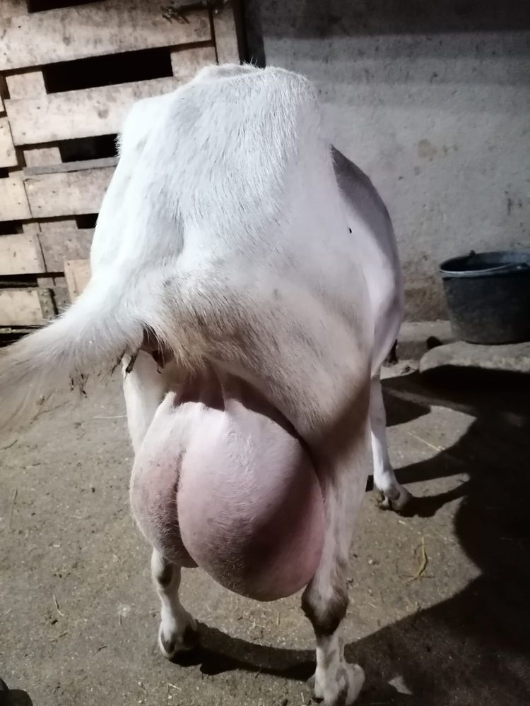 Vand capra sannen la a patra fatare foarte buna de lapte