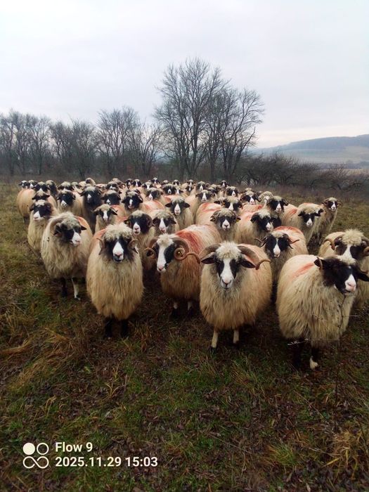 Vand oi breze frumoase