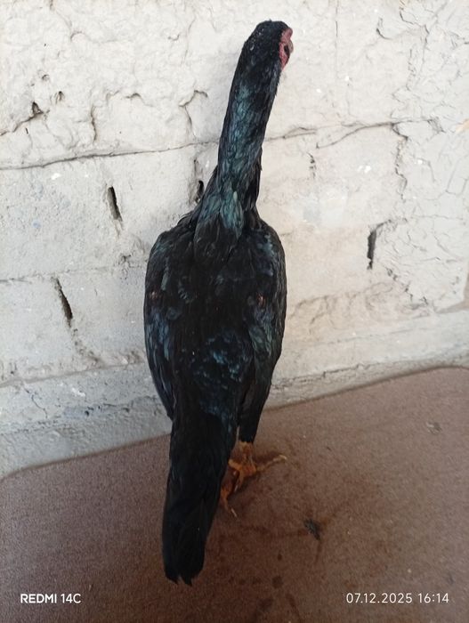 Dakan tovuq sotiladi