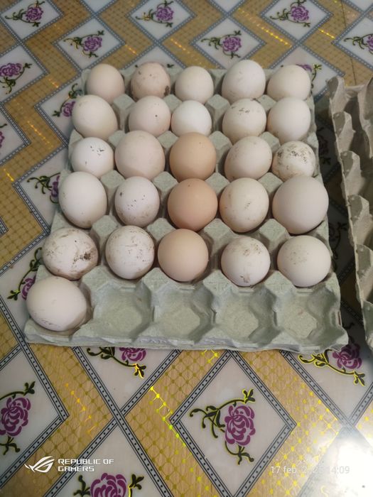 Oua bio,de casă pentru consum de casă proaspete . Fara concentrate