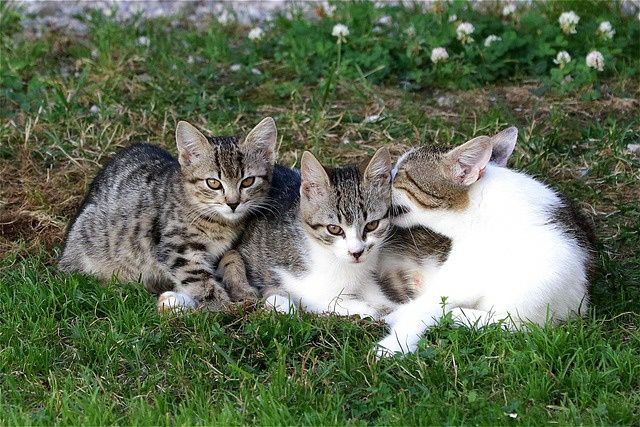 Подаряваме Котенца