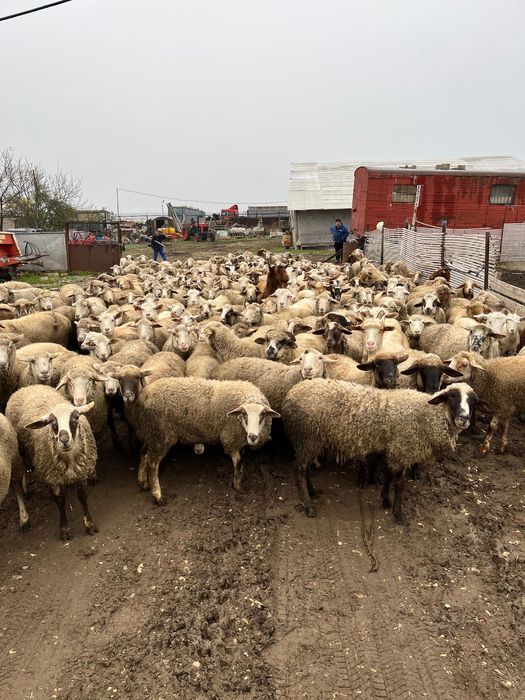 Oi de vânzare! 120 de oi din 180