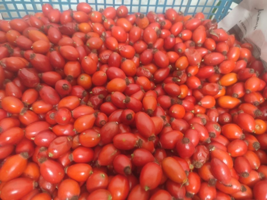 Шиповник, этого года, дачный