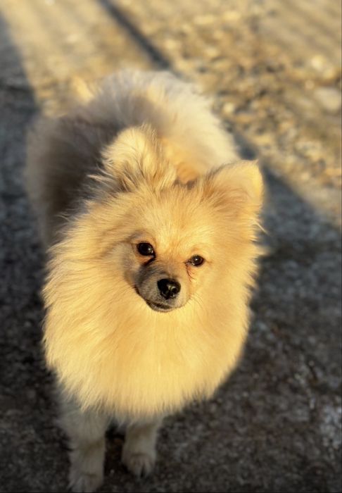 Pui spitz pomeranian superbi