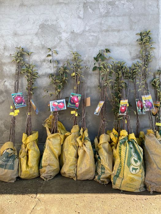 pomi fructiferi altoiți calitatea 1