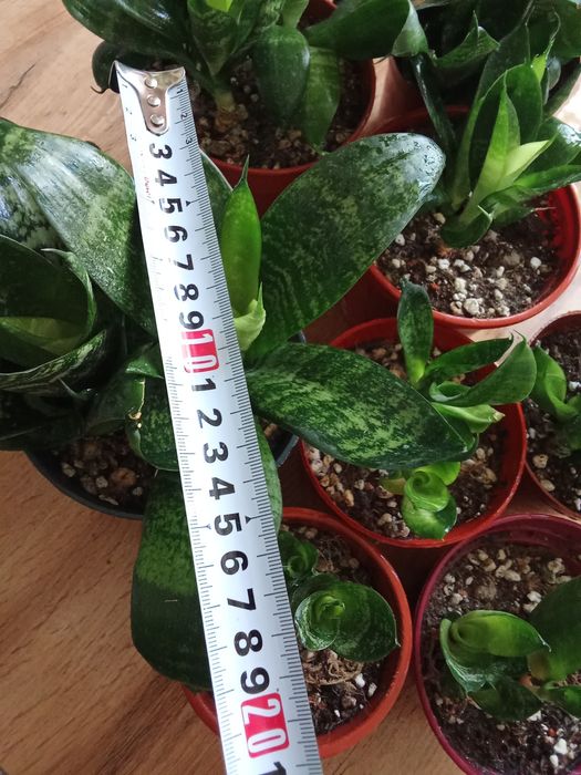 Сансивьерия компактное растение