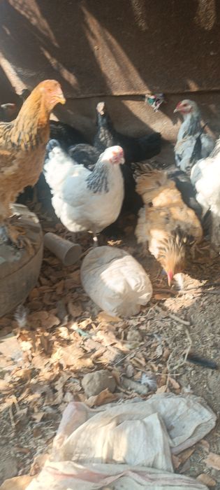 Brama tovuqlar sotladi