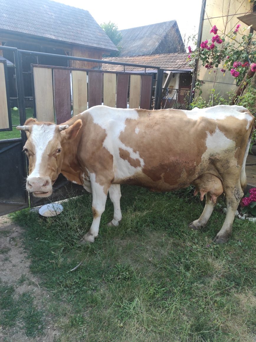 Vând vaca Bălțata Romaneasca