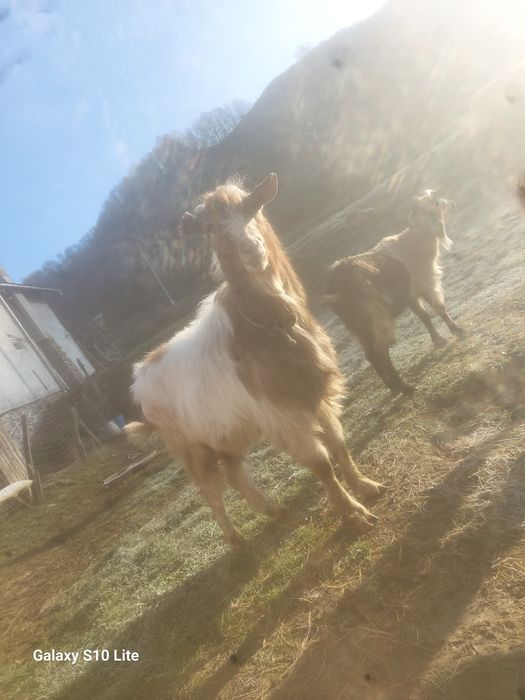 Vând țap tânăr .