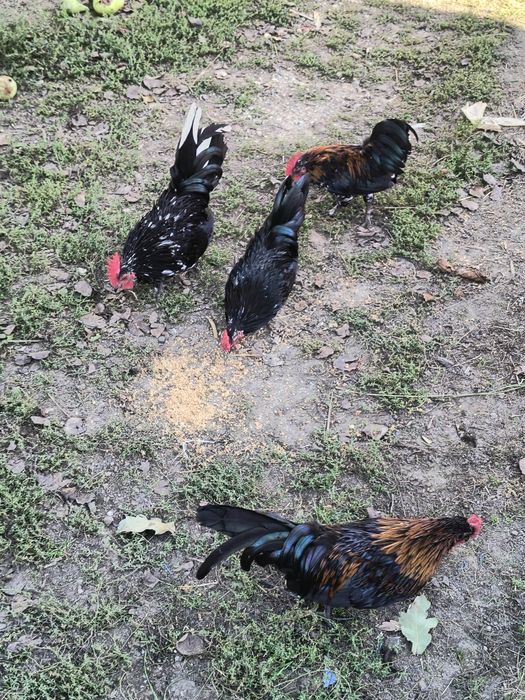 Vând 4 cocoșii de iopan și Cloșcă de iopan cu 10 pui
