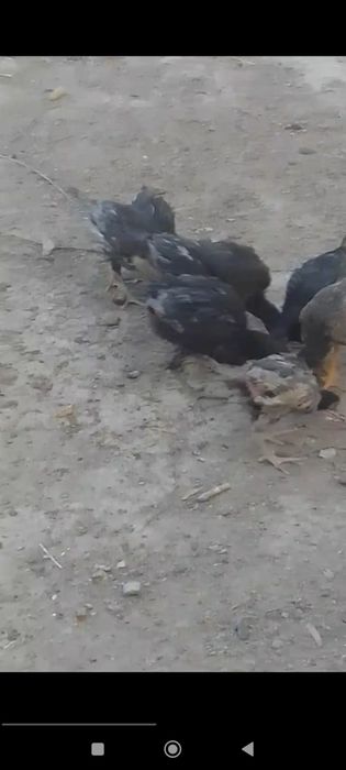 Tovuq jujalar sotiladi hamasi har xil