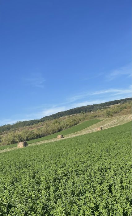 2800m2 teren cu deschidere la DN Bocsa (Salaj)