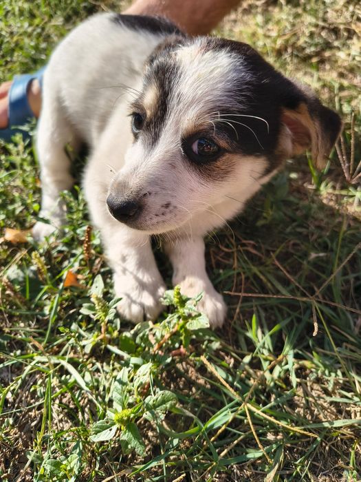 Cățeluși pufoși și frumoși care caută stăpâni