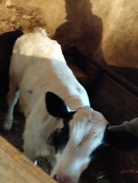 Vînd vițel belgian