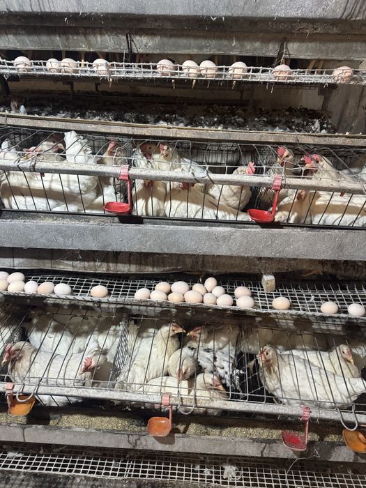 Ломан сенди товуклар сотилади