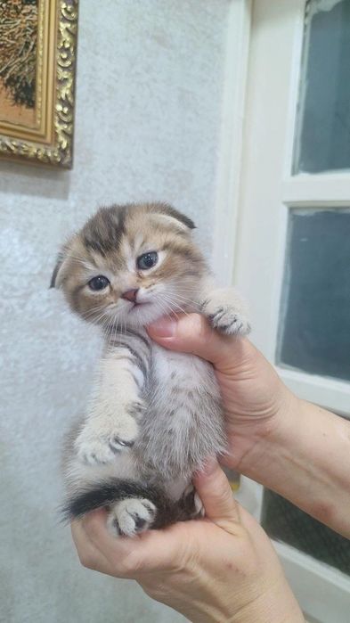 Scottish fold winwilla