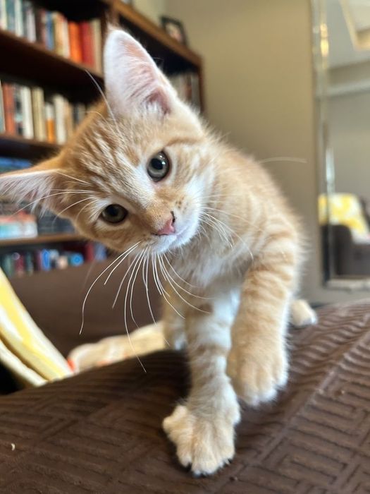 Отдам котят в заботливые руки